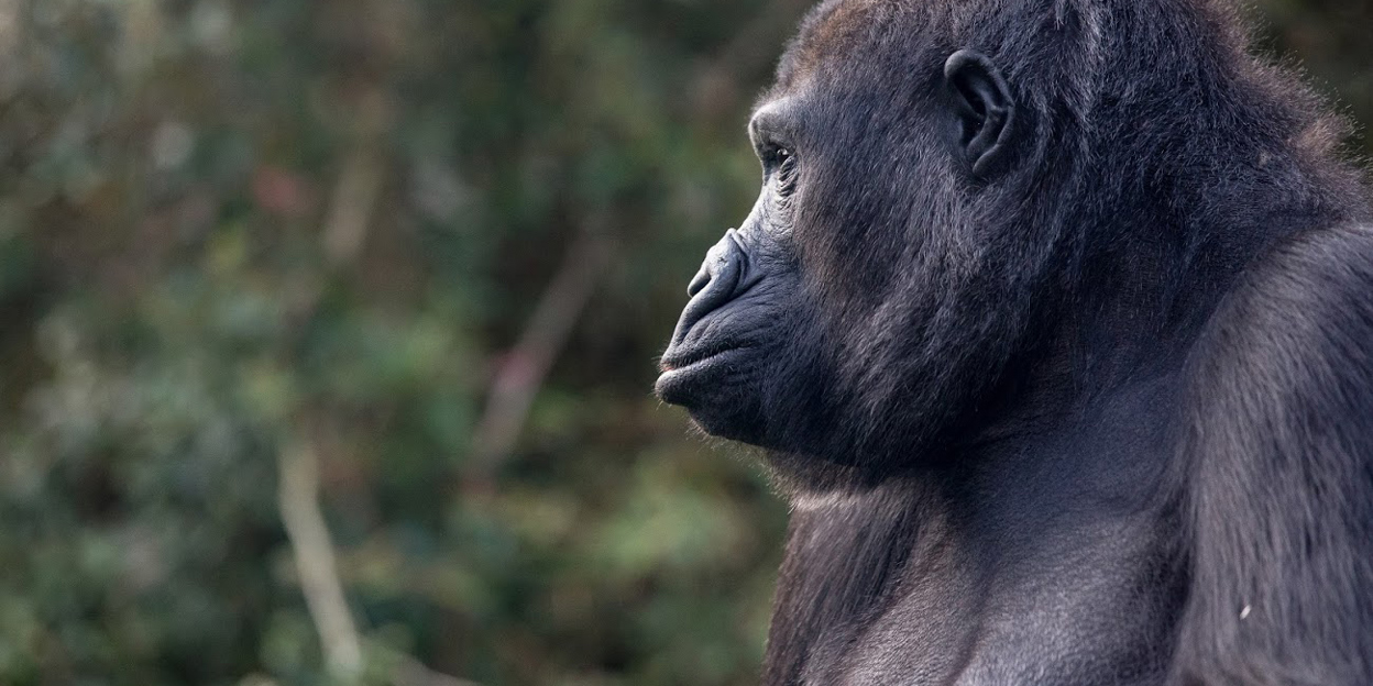 Handopfok bij gorilla’s