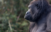 Handopfok bij gorilla’s