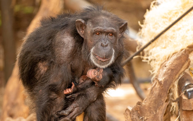 Wereldberoemde chimpansee krijgt een jong