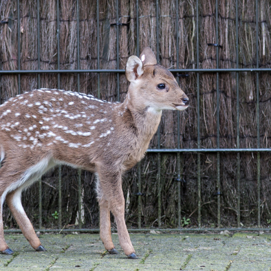 Bedreiging en bescherming