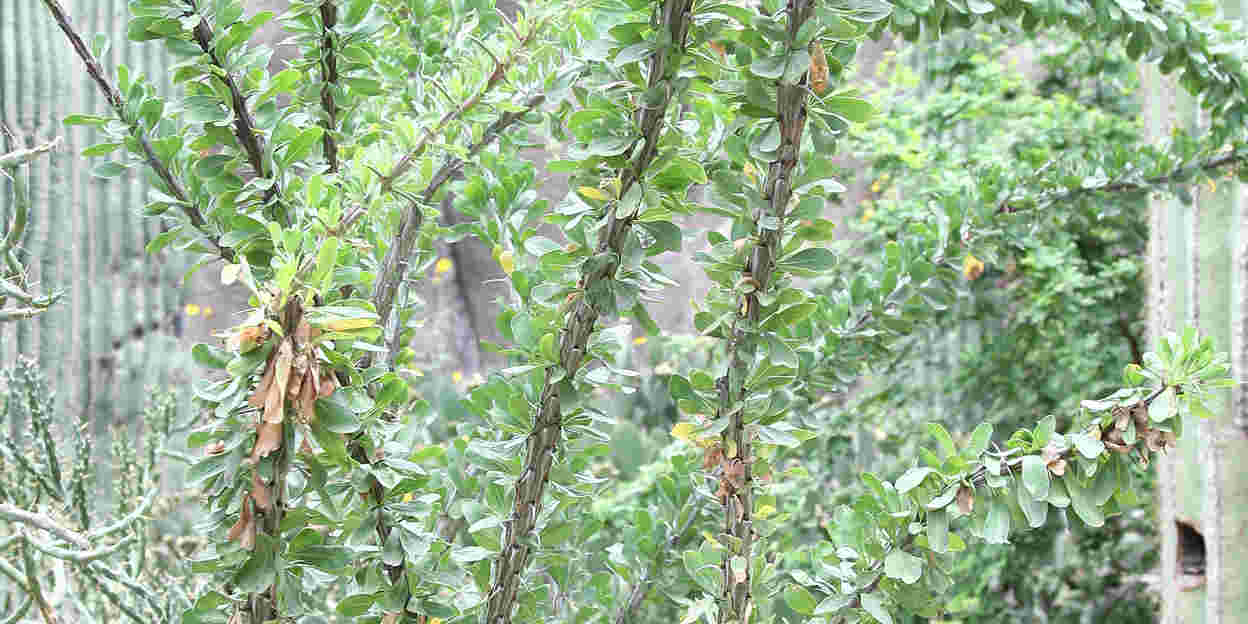 Over wispelturige ocotillo’s