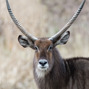 Lees meer over: Ellipswaterbok