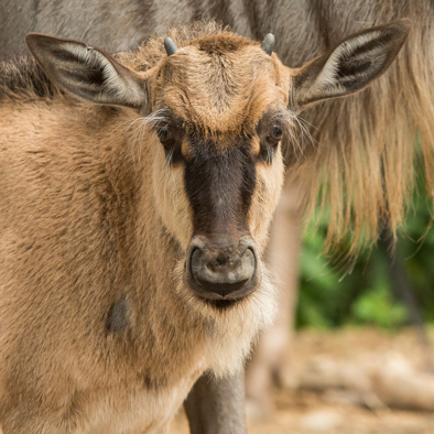 Over de voortplanting