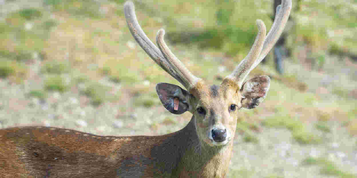 De bambi’s van de Rimba