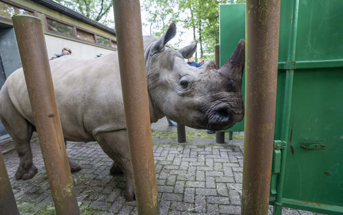 Neushoorn verhuist naar Kaunas 