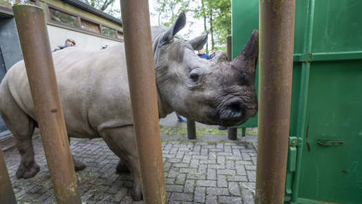 Neushoorn verhuist naar Kaunas