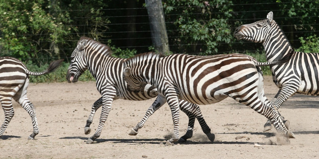 Een streepje voor: zuivere zebra’s