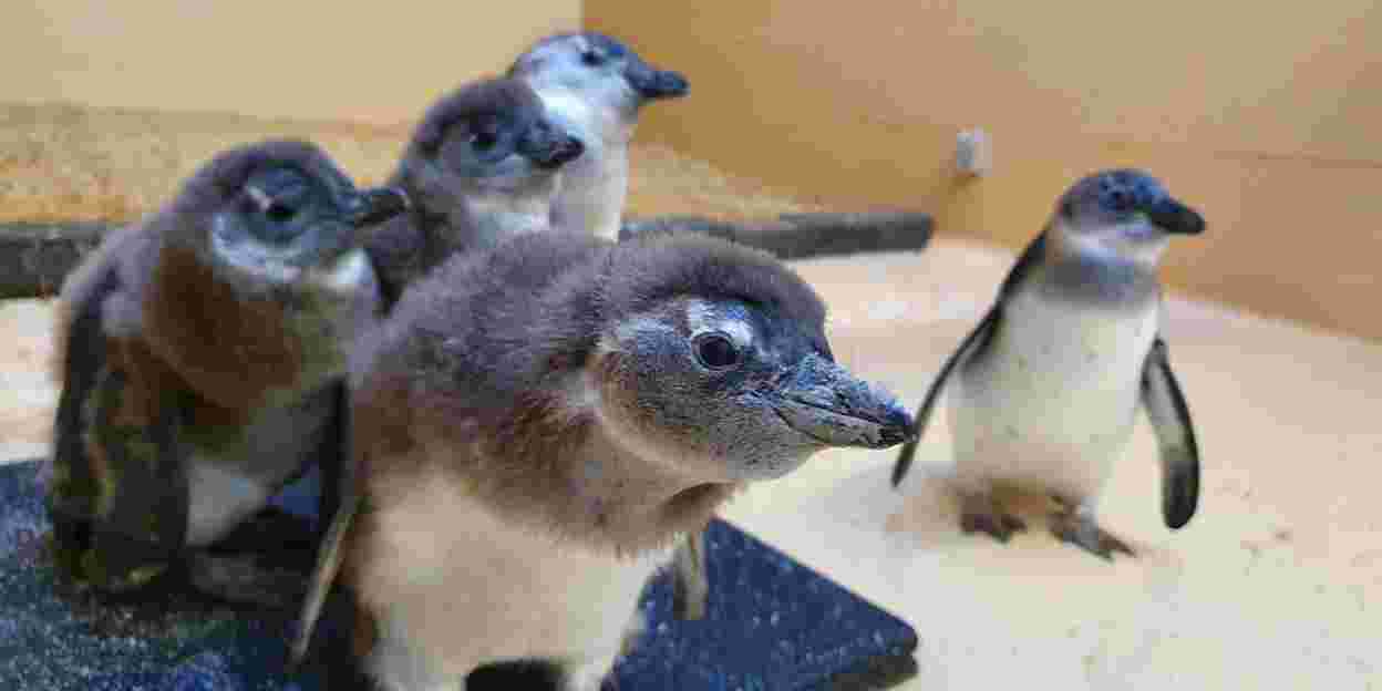 Jonge pinguïns