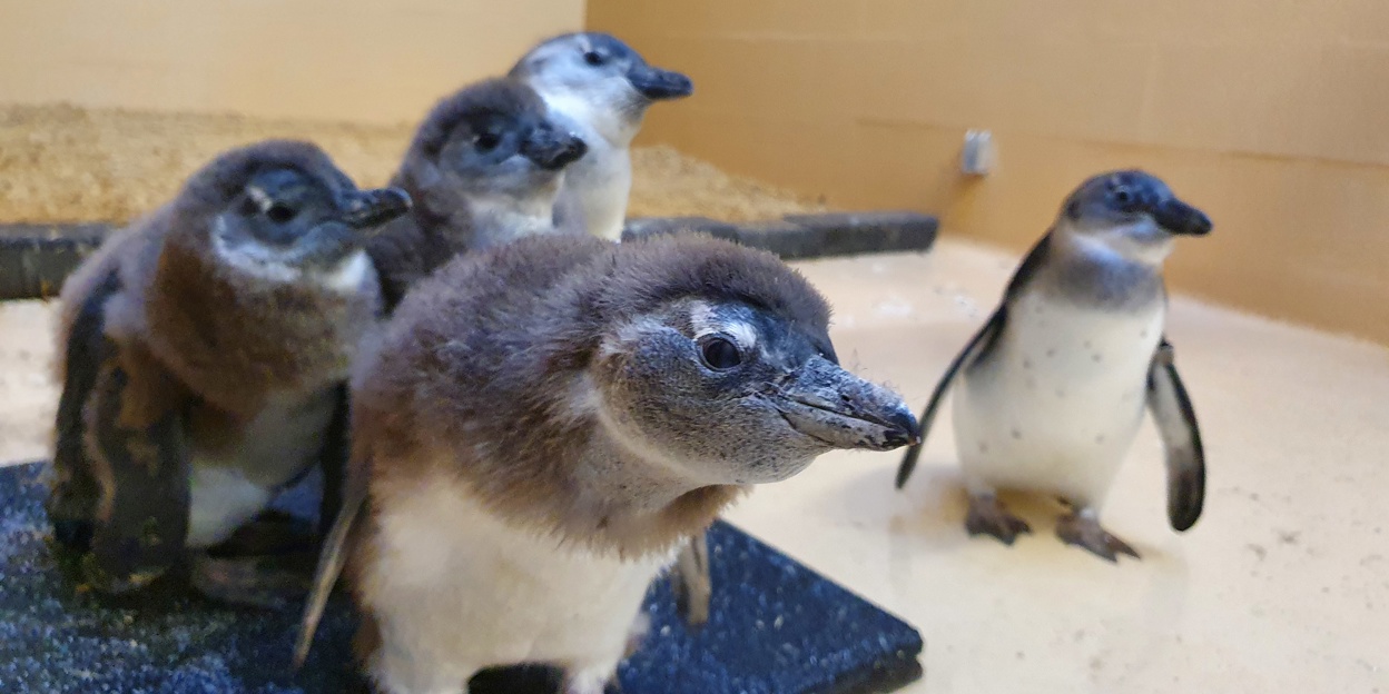 Jonge pinguïns