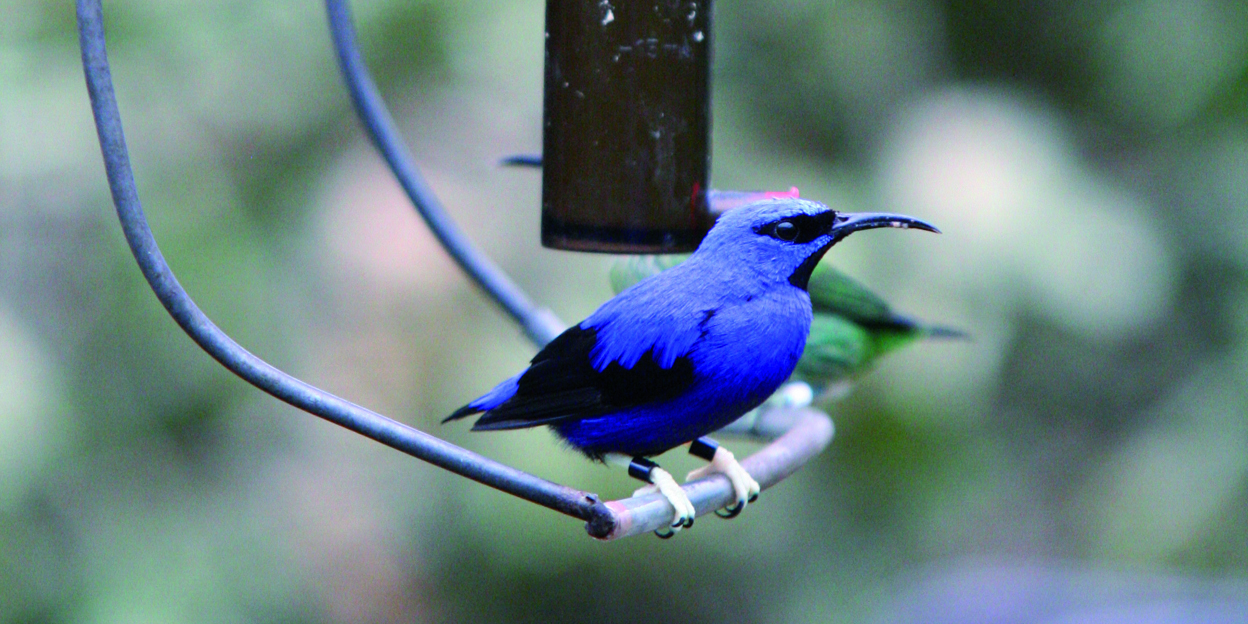 Suikervogels en de Bush