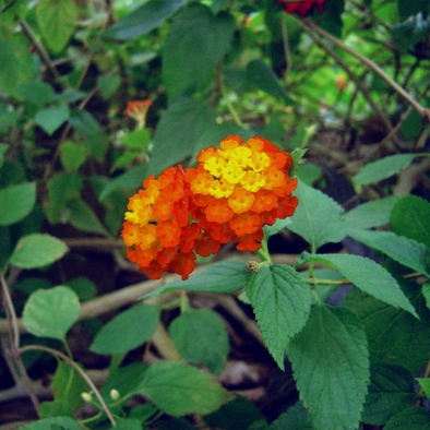 Bedreiging & bescherming