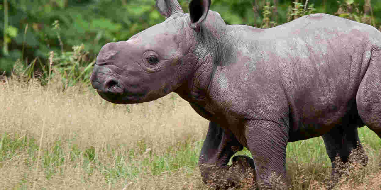 In de Europese top vijf: de breedlipneushoorn