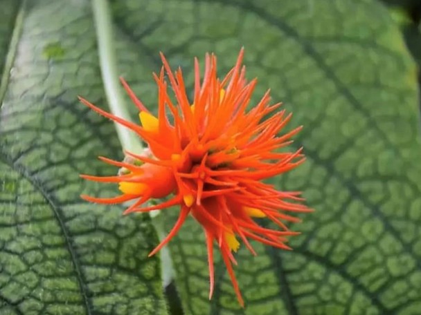 Bijzondere aanpassing aan de leefomgeving