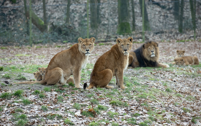 Burgers' Zoo verrast leeuwen met paasbrunch