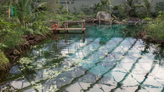 Burgers’ Mangrove: een ecodisplay volop in ontwikkeling