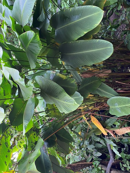 De ratelslangplant in Burgers’ Bush