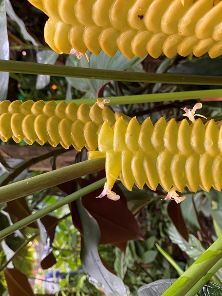 Bijzondere aanpassing aan de leefomgeving