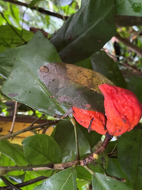 De kolanoot in Burgers’ Bush