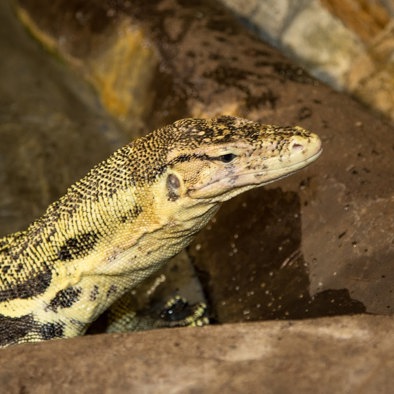 Over de voortplanting