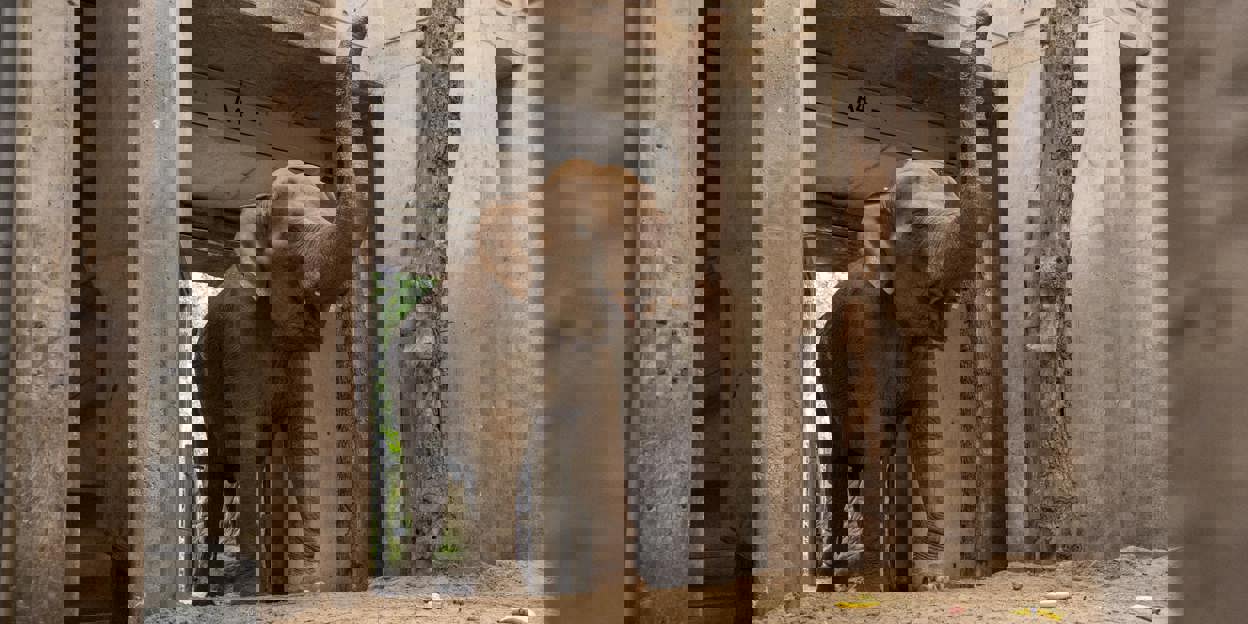 Burgers' Zoo neemt afscheid van een olifant 