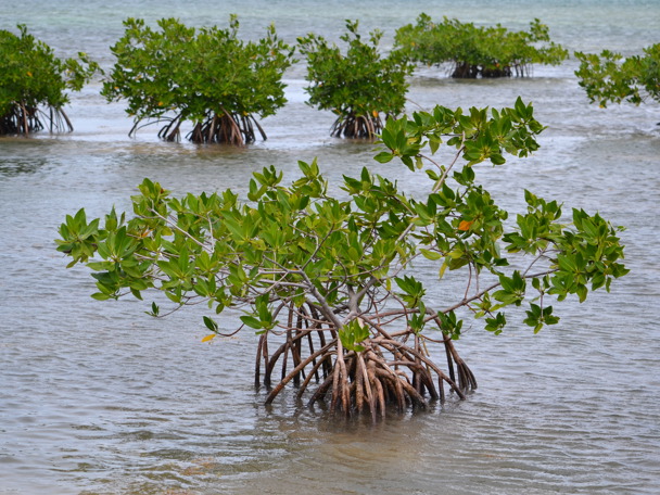 Bijzondere aanpassing aan de leefomgeving