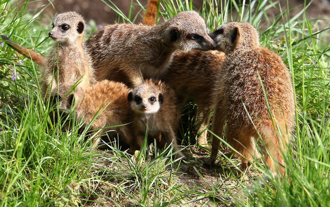 De familie stokstaartje