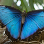 Lees meer over: Blauwe morpho