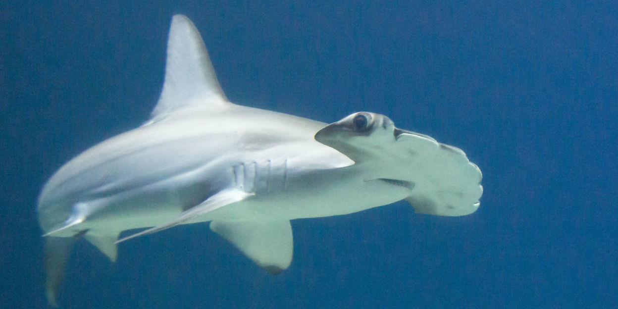 Geschulpte hamerhaai (niet meer in Burgers' Zoo)