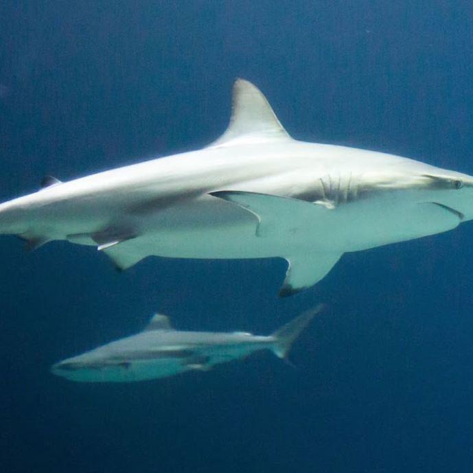 Bijzonder transport: haai