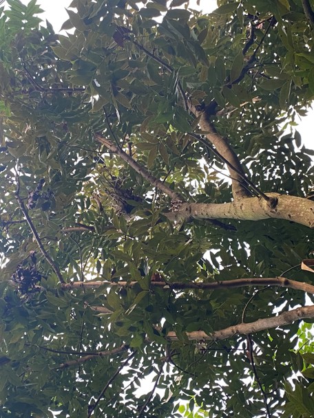 De Amerikaanse mahonies in Burgers’ Bush 