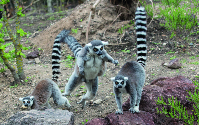 Makkelijke maki-mannen