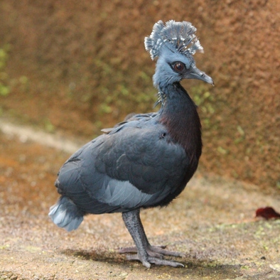 Over de voortplanting