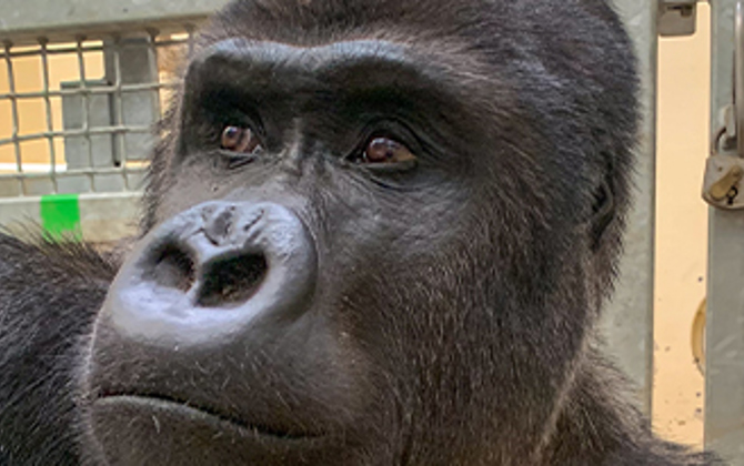 Burgers' Zoo ontvangt zilverrug uit Warschau