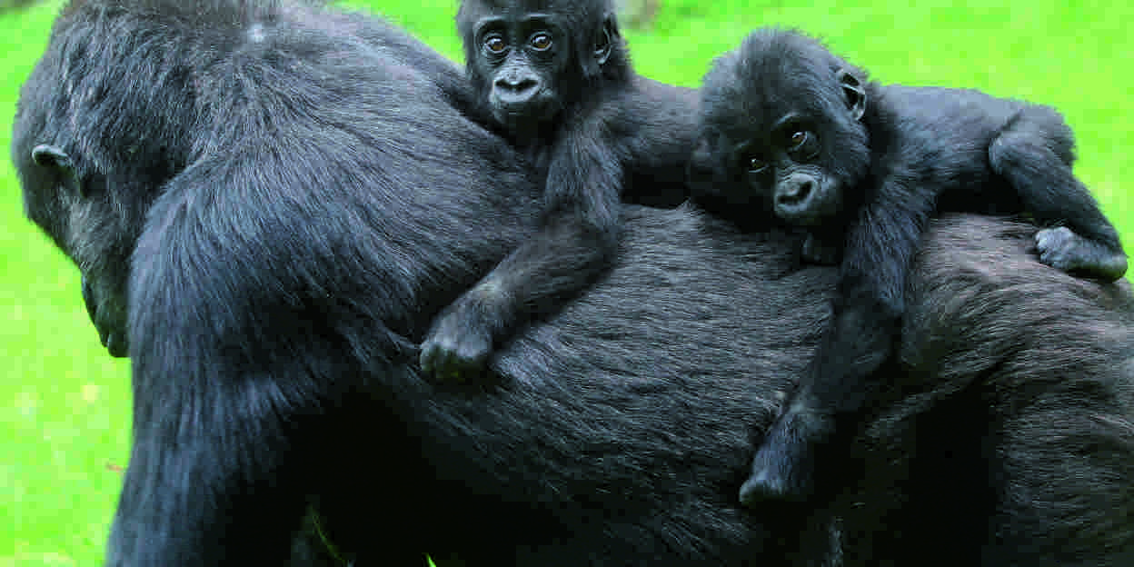 Gorillatweeling alweer één jaar!