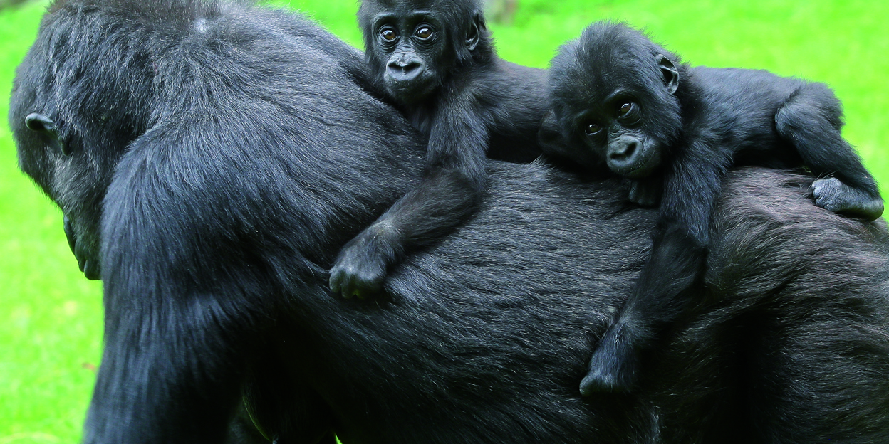 Gorillatweeling alweer één jaar!