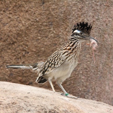 Bedreiging en bescherming