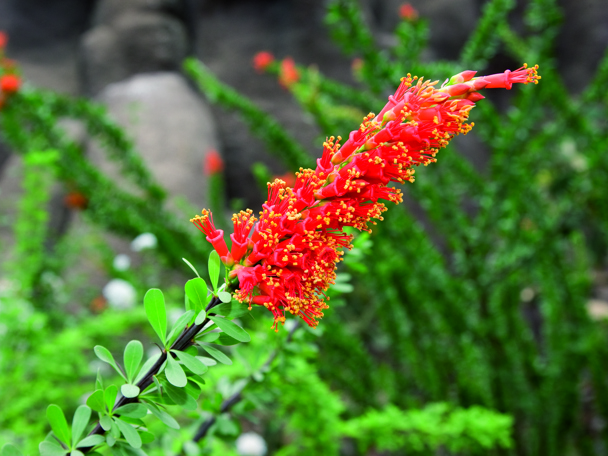 De ocotillo’s in Burgers’ Desert