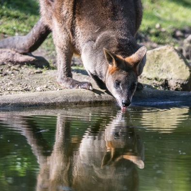 Bedreiging en bescherming