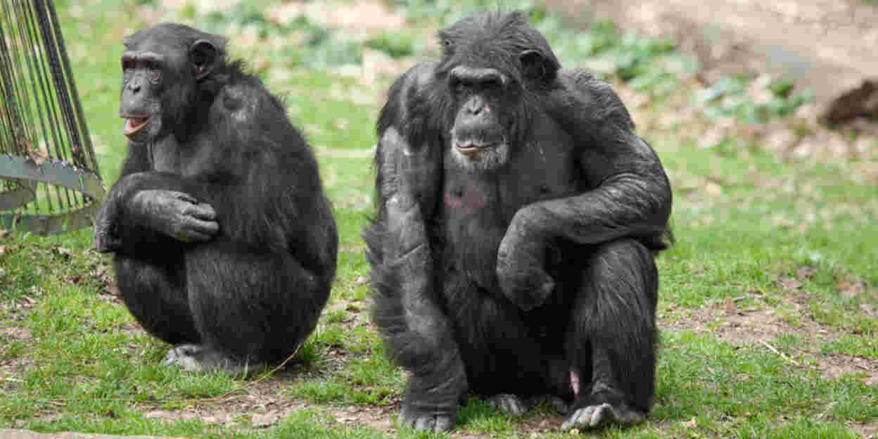 Het gedrag van chimpansees tijdens introducties