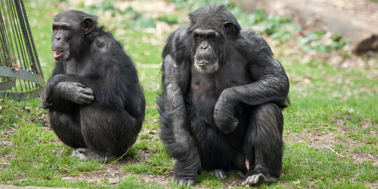 Het gedrag van chimpansees tijdens introducties