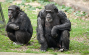 Het gedrag van chimpansees tijdens introducties