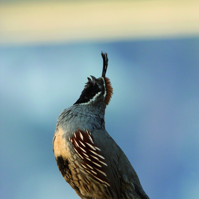 Bedreiging en bescherming