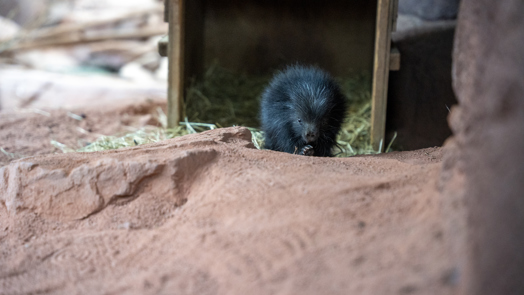 Stekelig geboortenieuws verblijdt Burgers’ Zoo