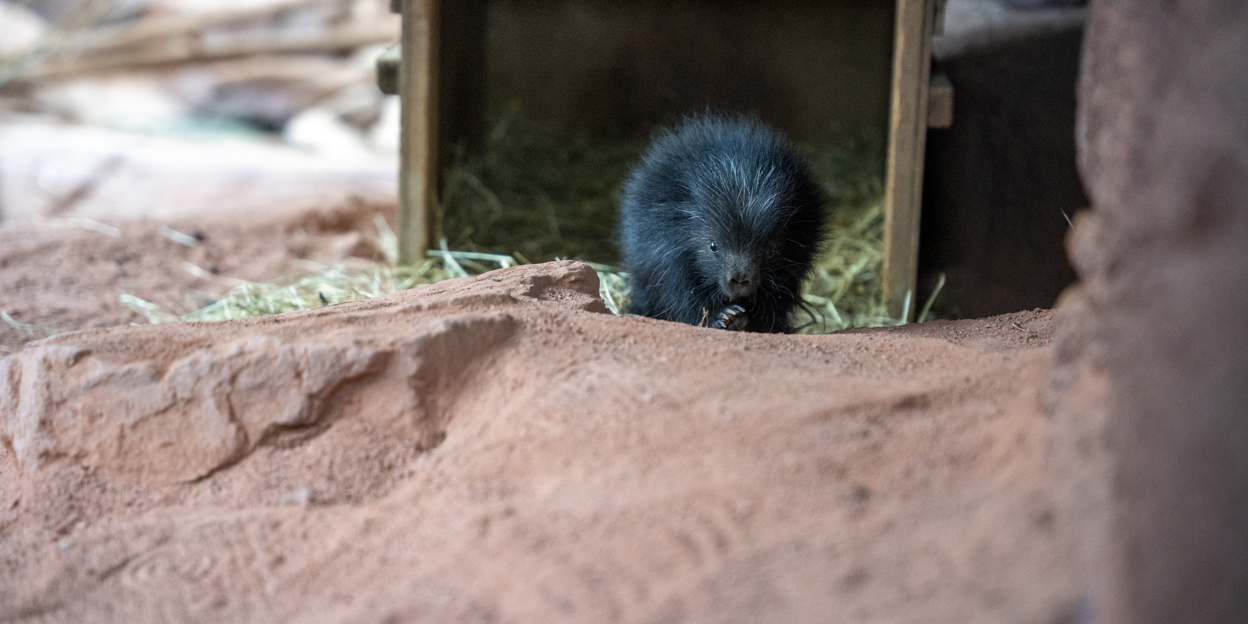 Stekelig geboortenieuws verblijdt Burgers’ Zoo