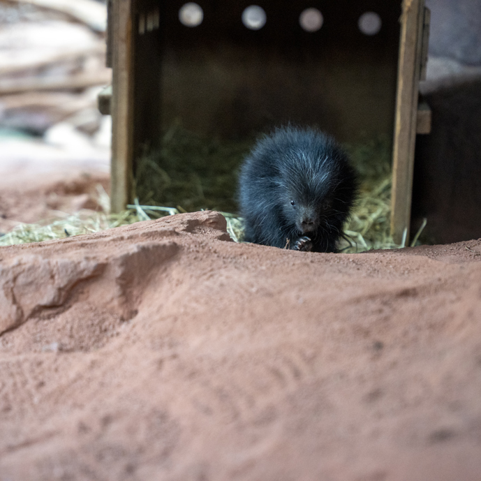 Stekelig geboortenieuws verblijdt Burgers’ Zoo