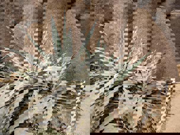 De Amerikaanse agave in Burgers’ Desert 