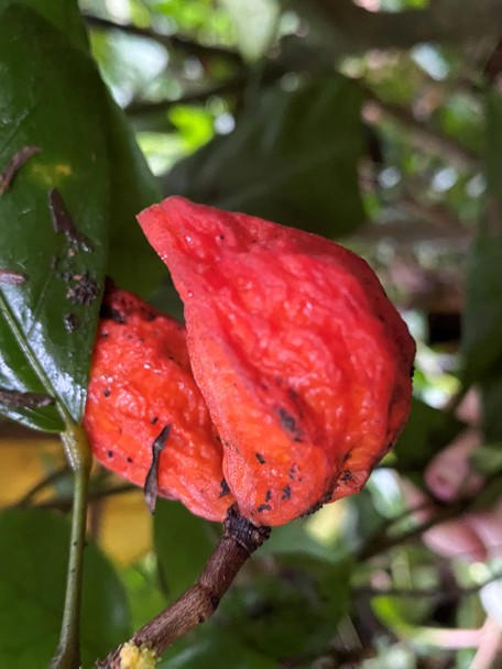 Bijzondere aanpassing aan de leefomgeving