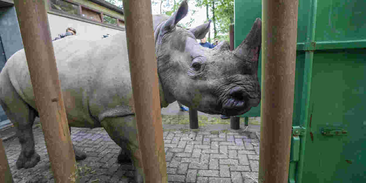 Neushoorn verhuist naar Kaunas 