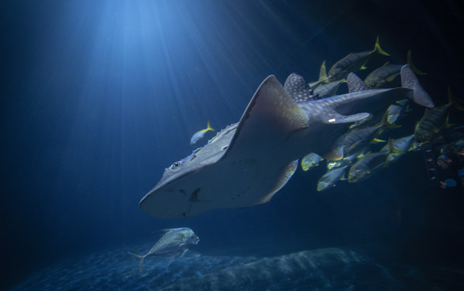 Zeldzame boogbekrog primeur voor Burgers' Ocean 