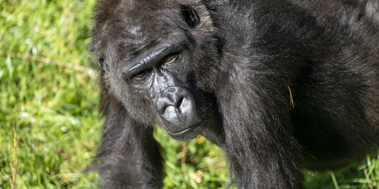 Drie Nederlandse dierenparken ruilen gorilla's